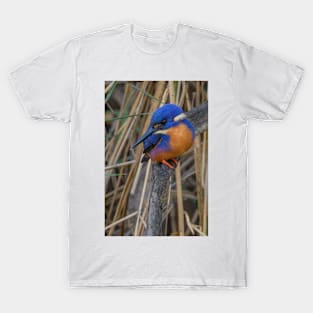 Azure kingfisher 06 T-Shirt